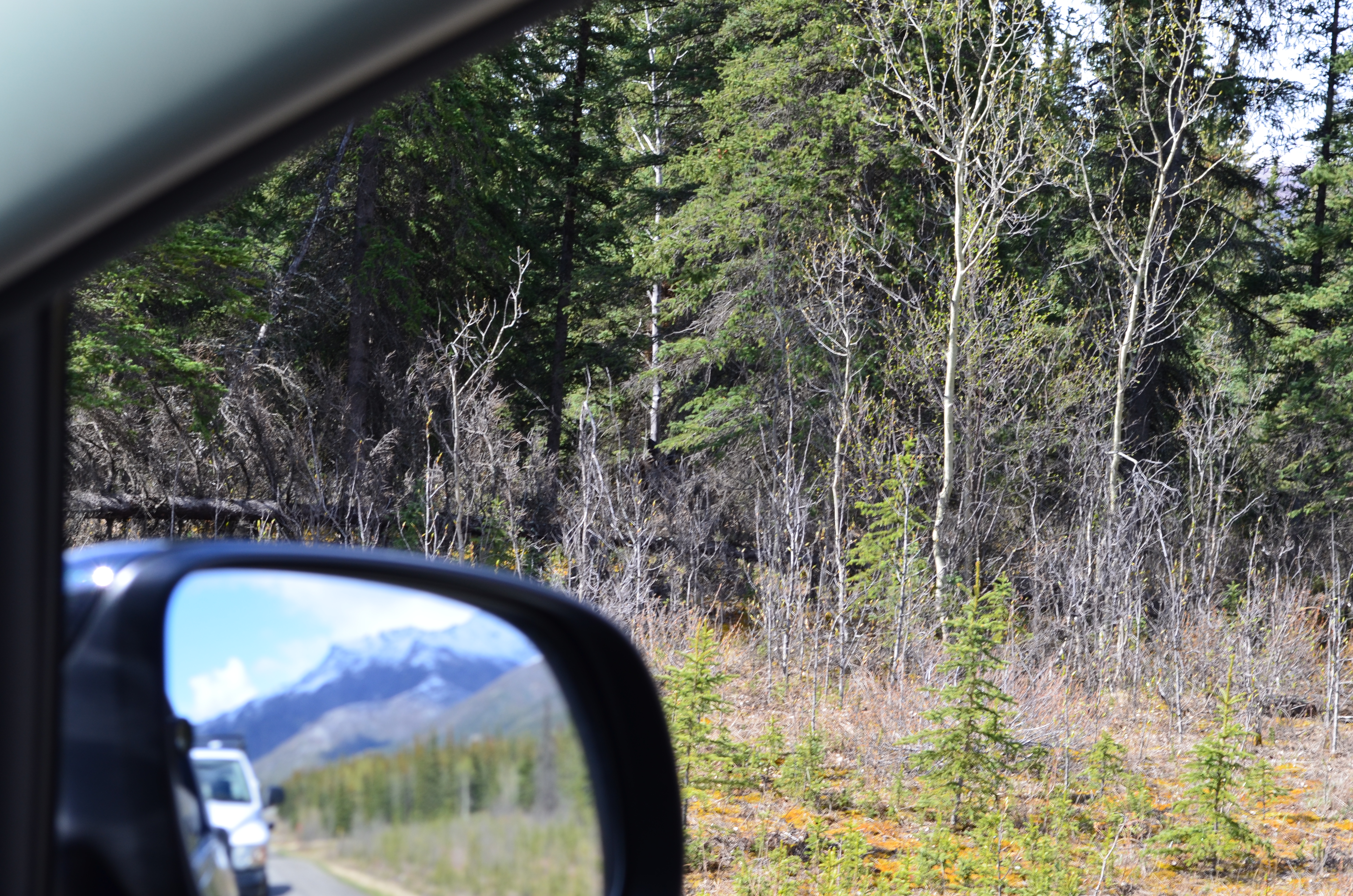 ./2017/08 - Alaska Cruise/03 - Denali/DSC_0324.JPG